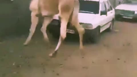 Man chased by super angry camel.