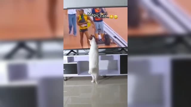 Funny video magic cat