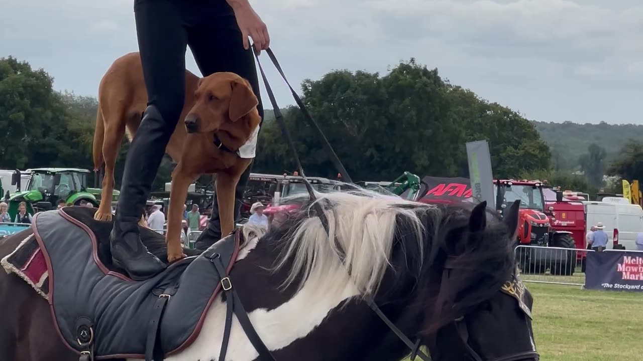 Dog And Liberty Trainer Ride Standing On Horse