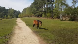 Beautiful horse.