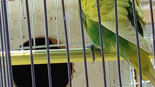 Beautiful budgies birds
