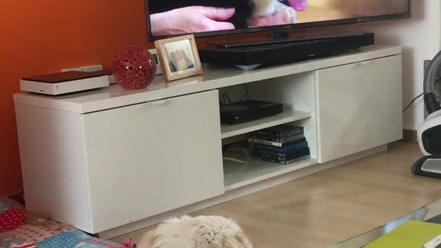 This dog doesn't like TV