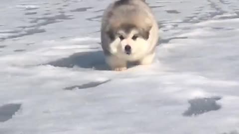 Funniest and Cutest Puppies