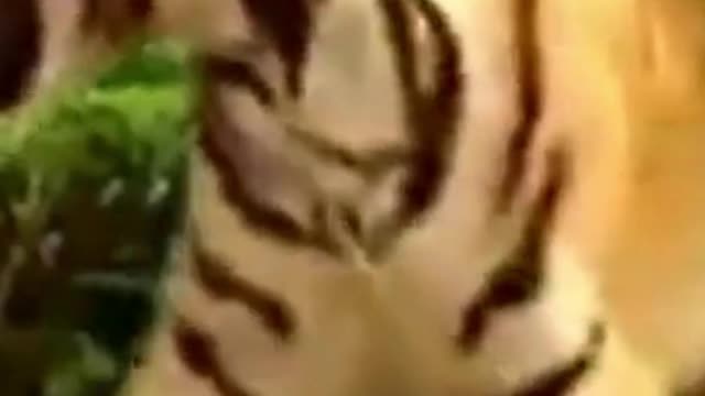 tiger vs monkey