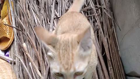 Cute dog and cat play