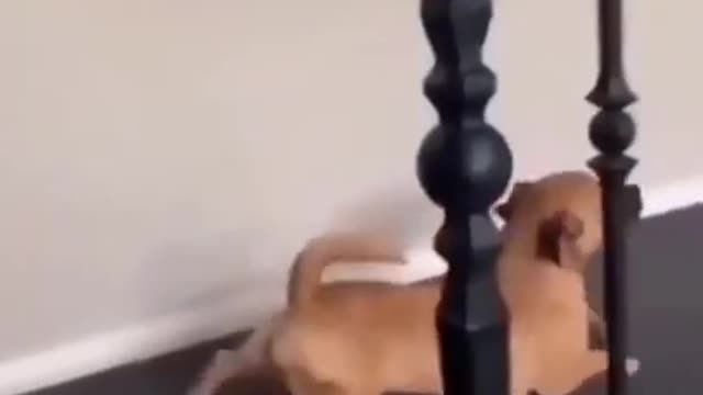 Baby Dogs - Cute and Funny Dog Video 🐶Cute Puppies Doing Funny Things 2022