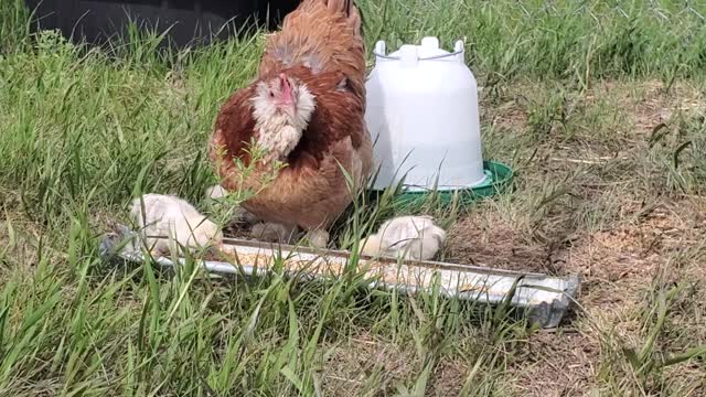 Faverolles chicks and mama