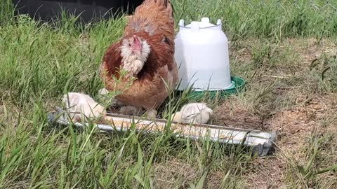 Faverolles chicks and mama