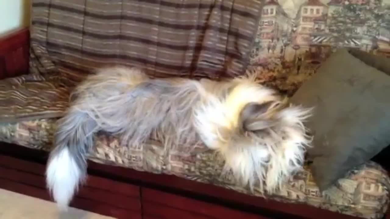 Dog Falls off Sofa