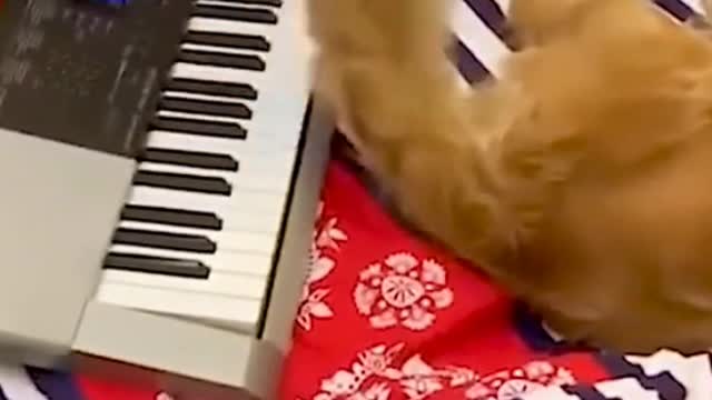 This is amazing. The dog is playing the piano with his tail