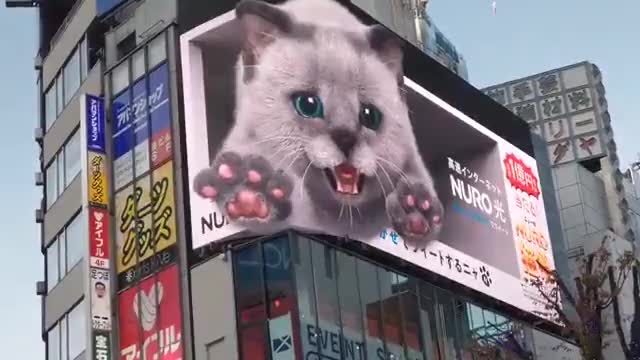 Augmented reality cute cat