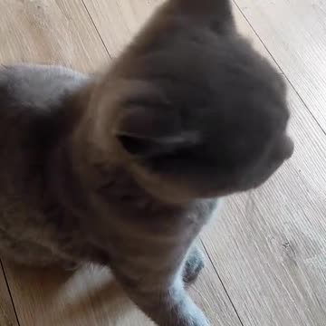 Now he is Cow 🐮 😹