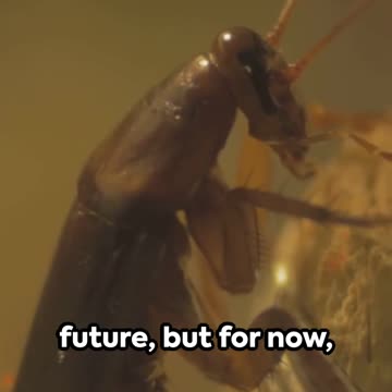 The Hidden Dangers of Insect Based Foods