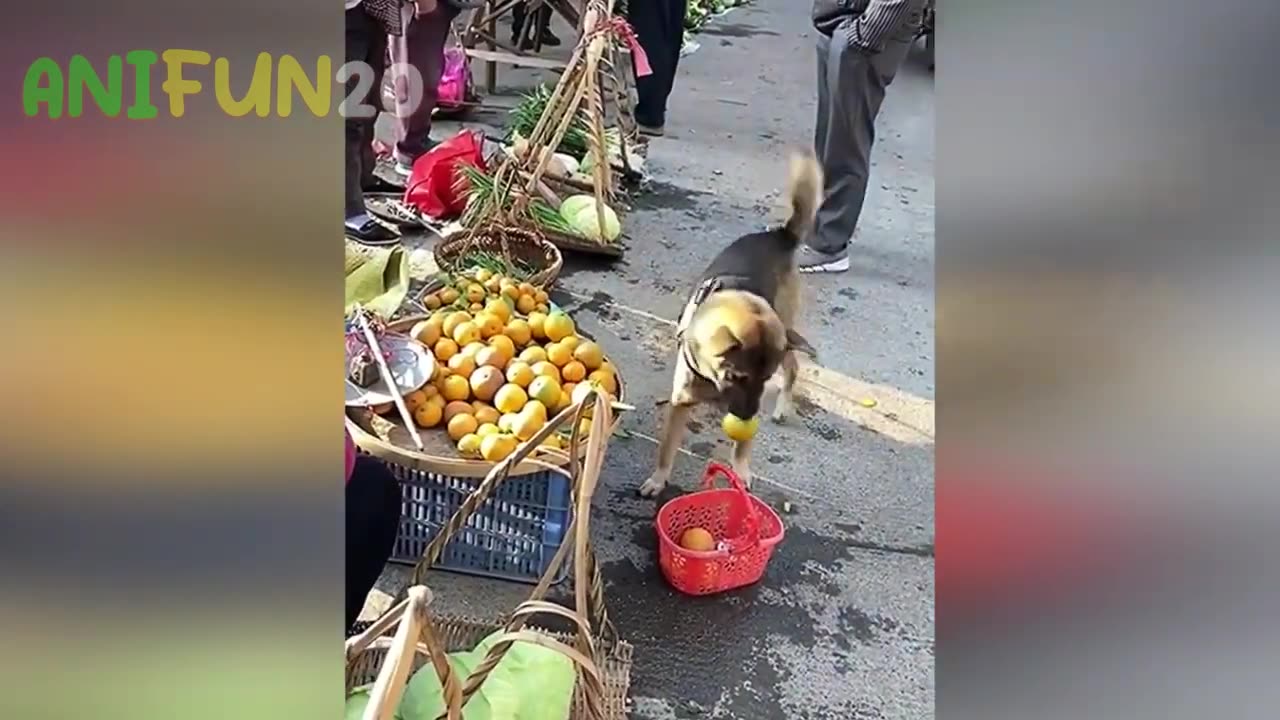 Funny Videos Collection 2023 *2