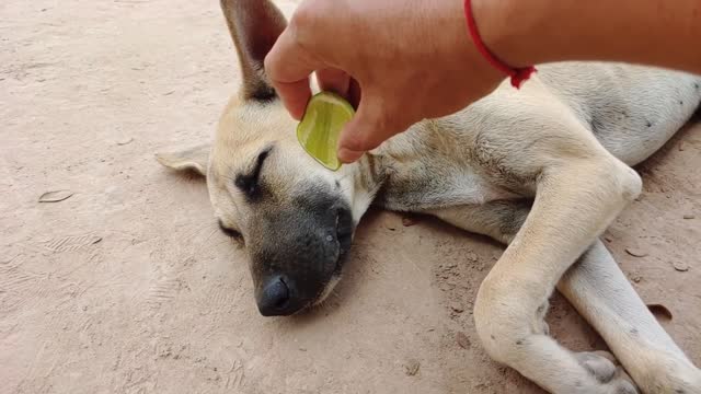 It's time to Laughing with Dog 🐶🤣 Funny Dog Videos 2021🤣