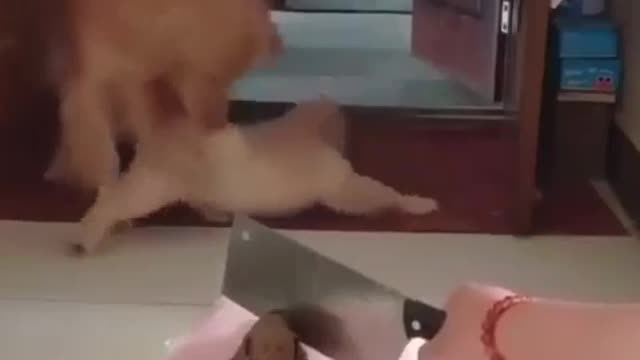 Dogs Reacting When Watching A Dog Cake Cut