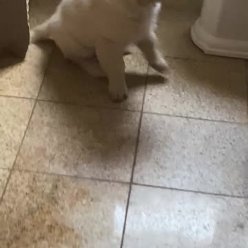 Golden retriever puppy plunging toilet