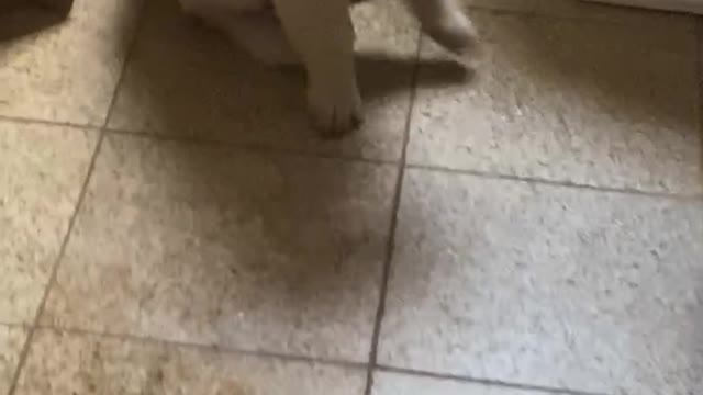 Golden retriever puppy plunging toilet