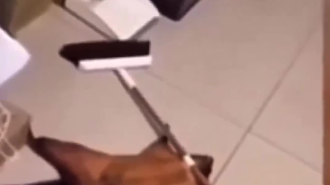 Squirrel faked & staged it's own death