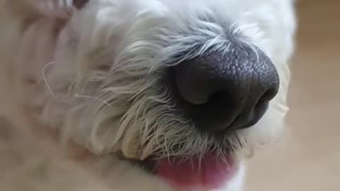 The sound of a puppy eating blueberries