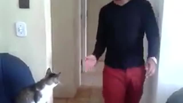 Red shorts gives handshake to white cat