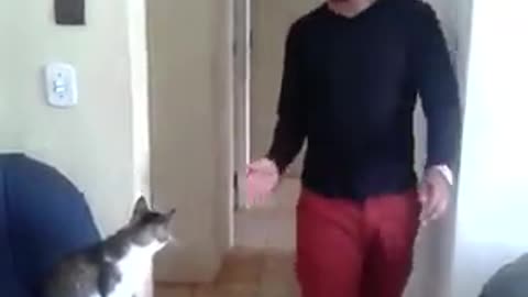 Red shorts gives handshake to white cat