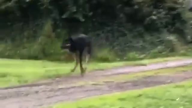 Delighted Dog