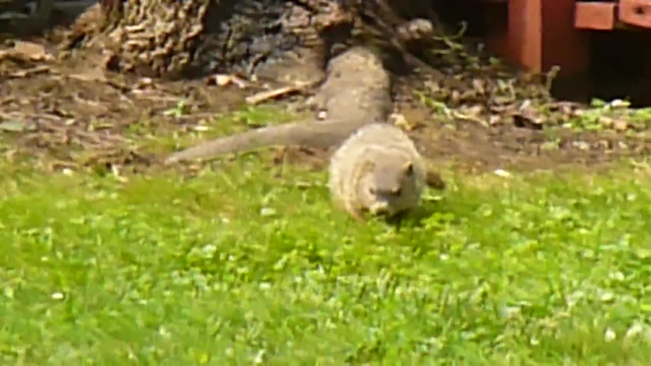 Groundhog falls off porch rail.