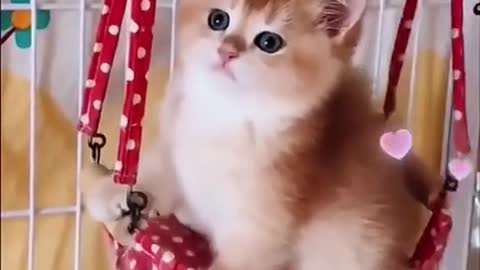 Cat funny video