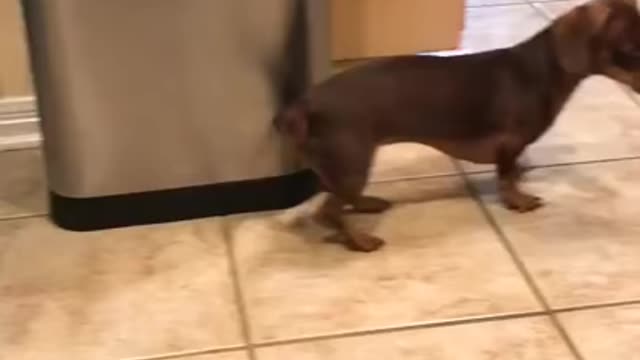 very cute. dog in country rhythm