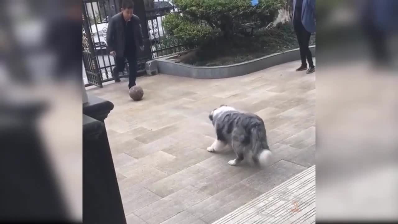 WELL HERE NOT TO LAUGH !! Cute and Funny Cat Videos