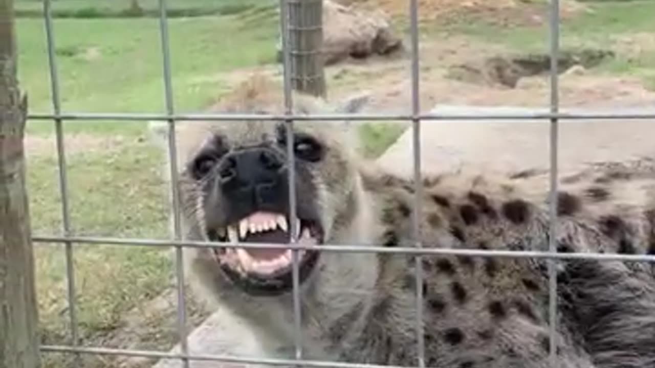 Scarlet the hyena makes a weird noise