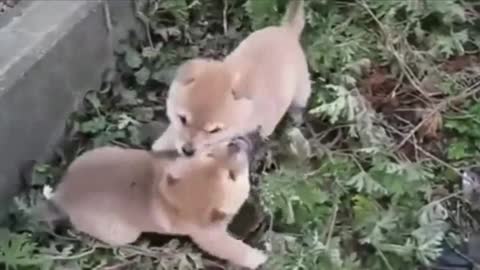 This dog bullied his friend when he was so young