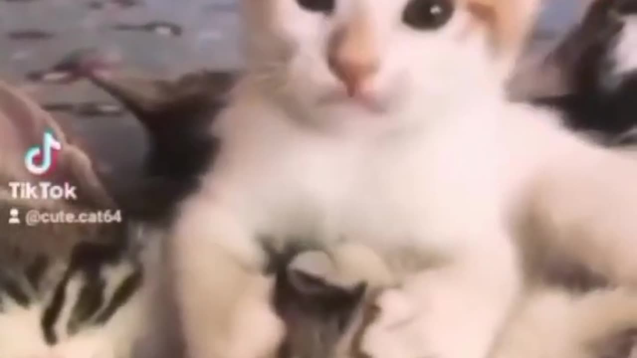 Cute cat masti time and funny moments