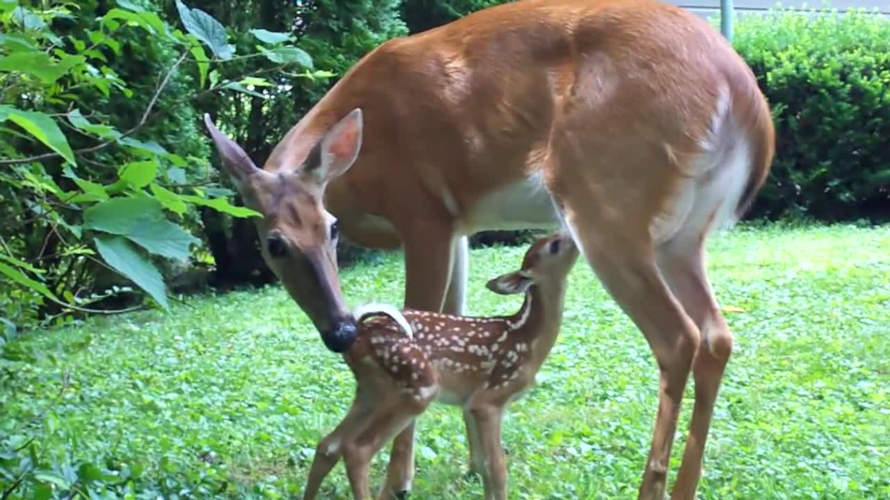 Mama deer nursing baby