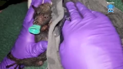 Juvenile flying-fox goes to an aviary this is Oops a Daisy