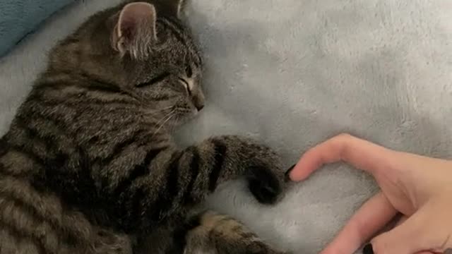 Have the love of a cat is to have the world - Cute ways cats show their love for owner