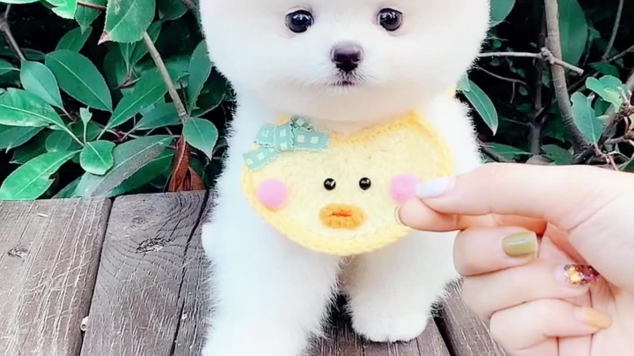 cute dog