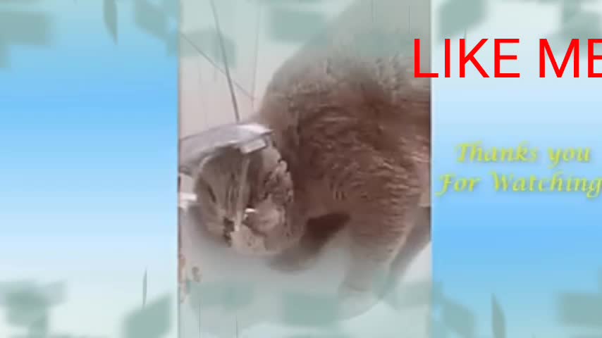 Funny cat ,cat angry video ,cute animal #short