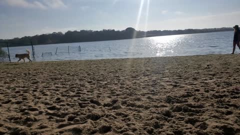 Accidently Running into Alligators in the Florida Swamps! Visiting a dog beach and leaving Pensacola