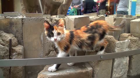 Street curious tricolor kitten