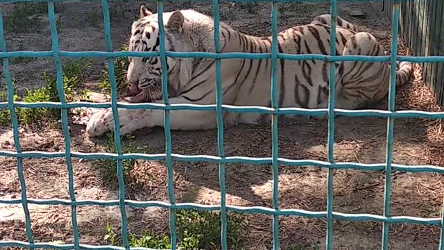 Beautiful bengal tiger eats its prey