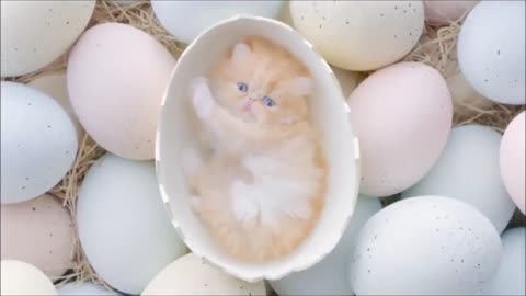 baby cat - funny and cute animals