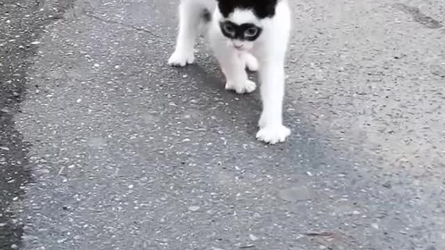 The big ears of the kitten "Mimi"