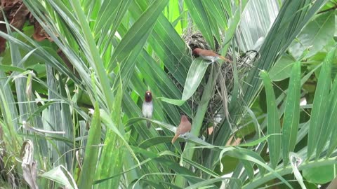 Birds and their nests