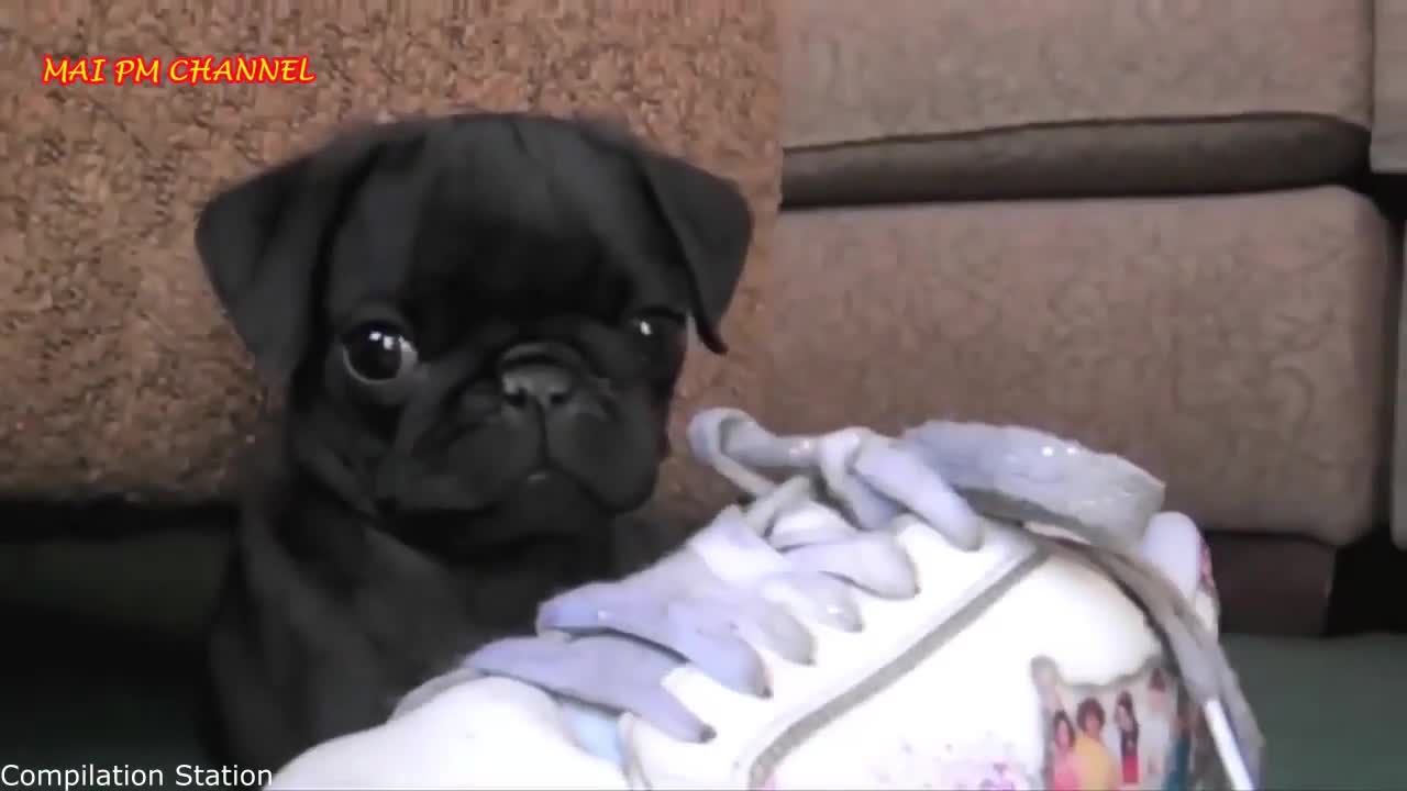 funny pugs videos you like?