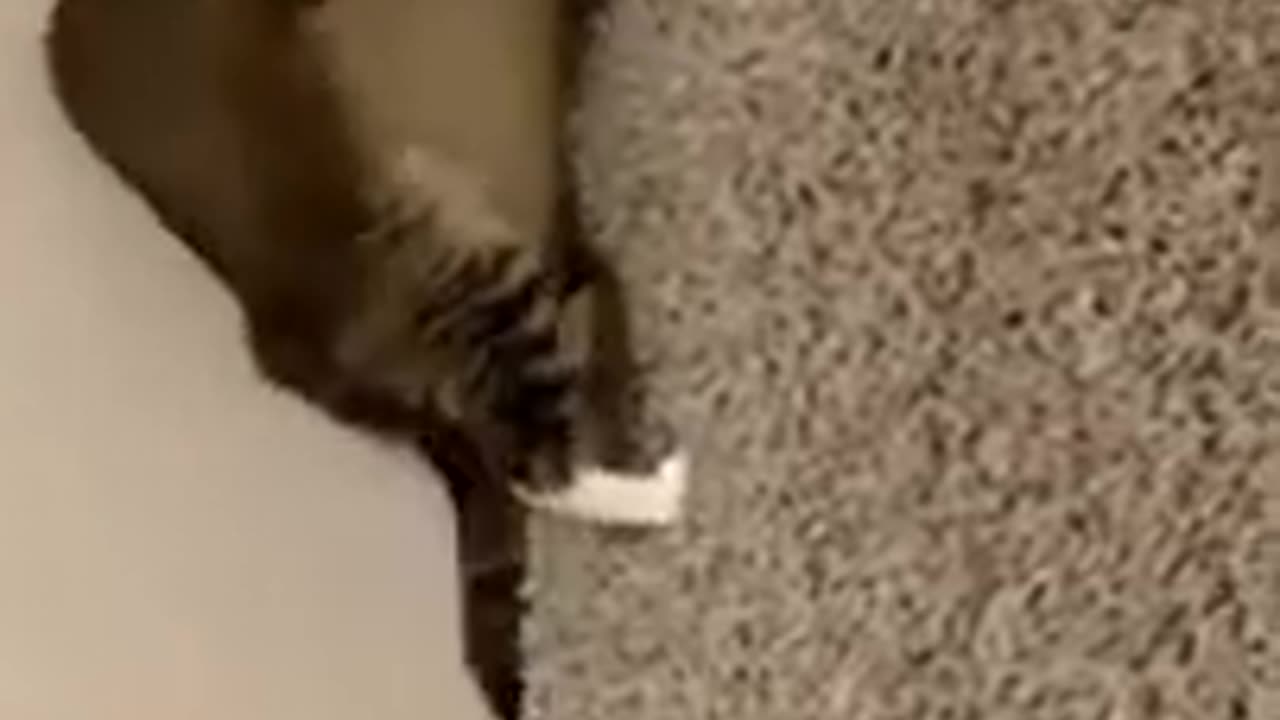 The funny cat#viral#video