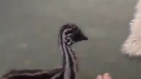 A Baby Emu Plays with a Dog