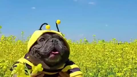 My funny dog 🐝