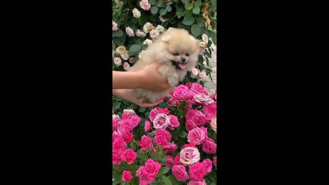 Best pet dog in all world||sweet dog in home